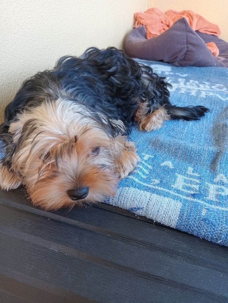 Yorkshire Terrier