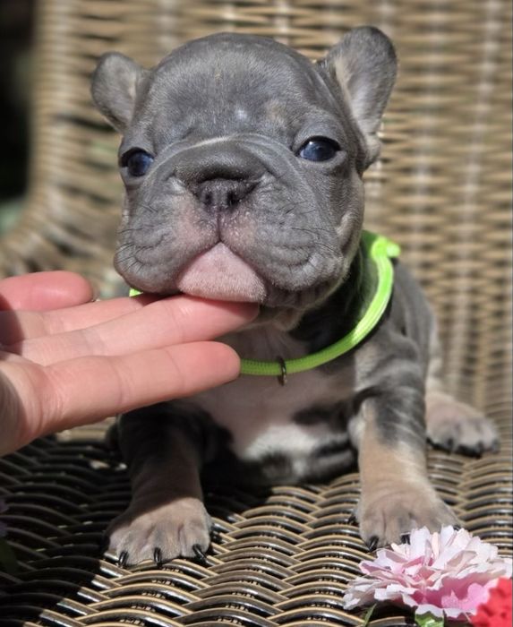 Мини биг роп и стандарт цветные бултдожки