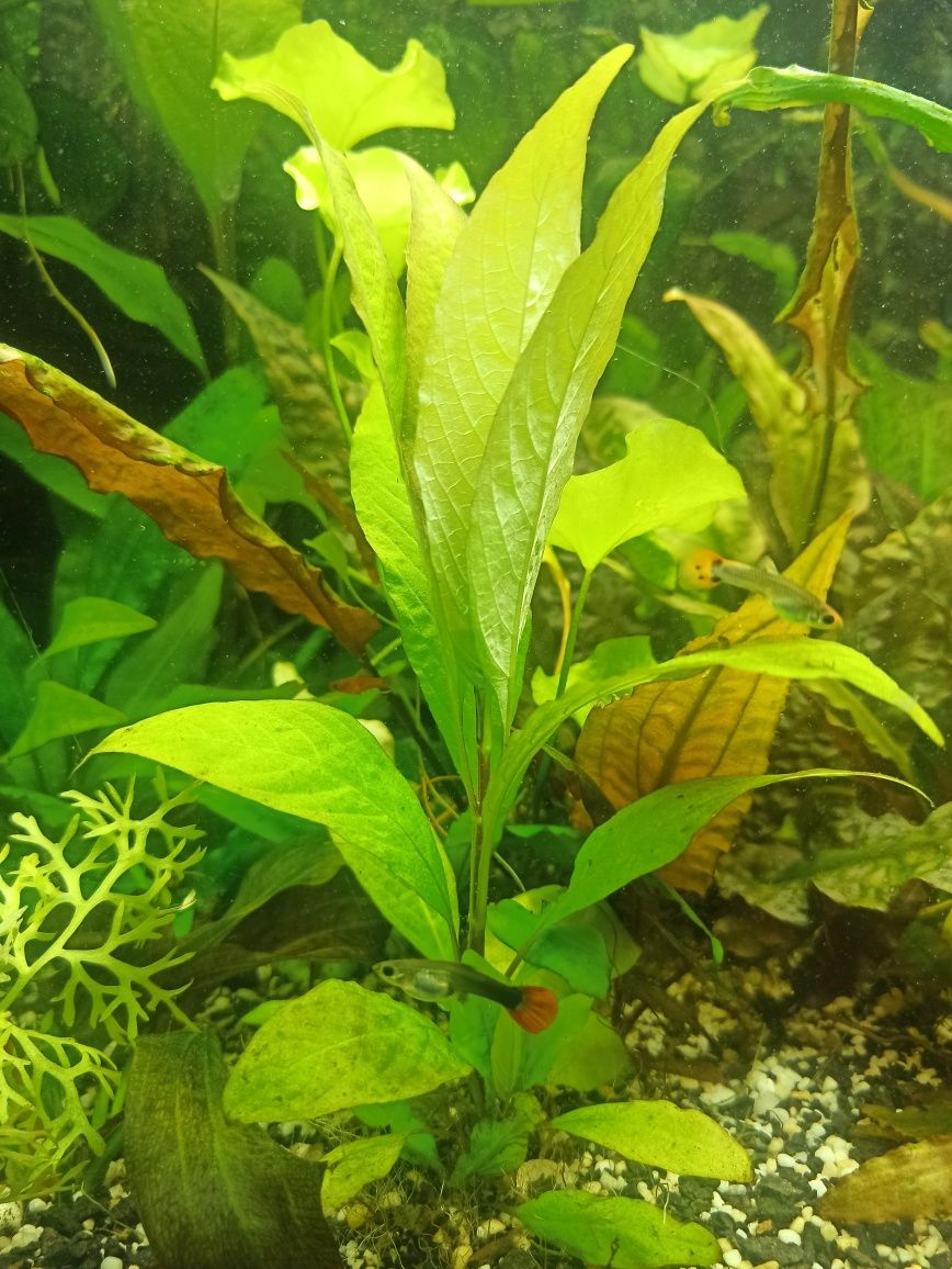 Nadwódka dębolistna szerokolistna /orzech / Hygrophila Corymbosa