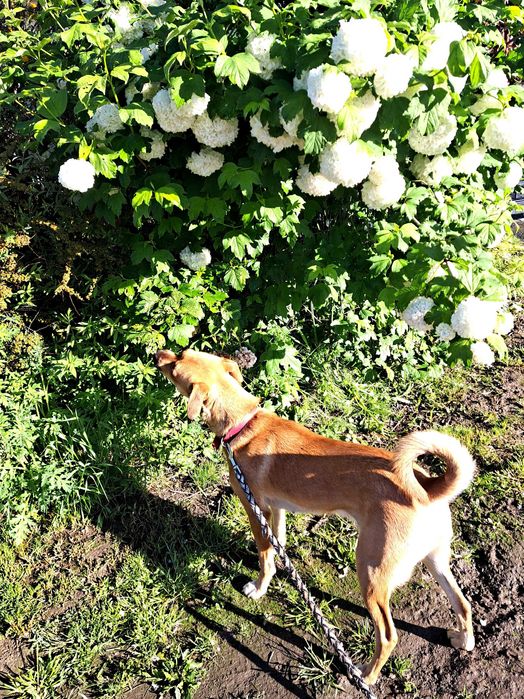 Mloda suczka szuka dobrego domku.