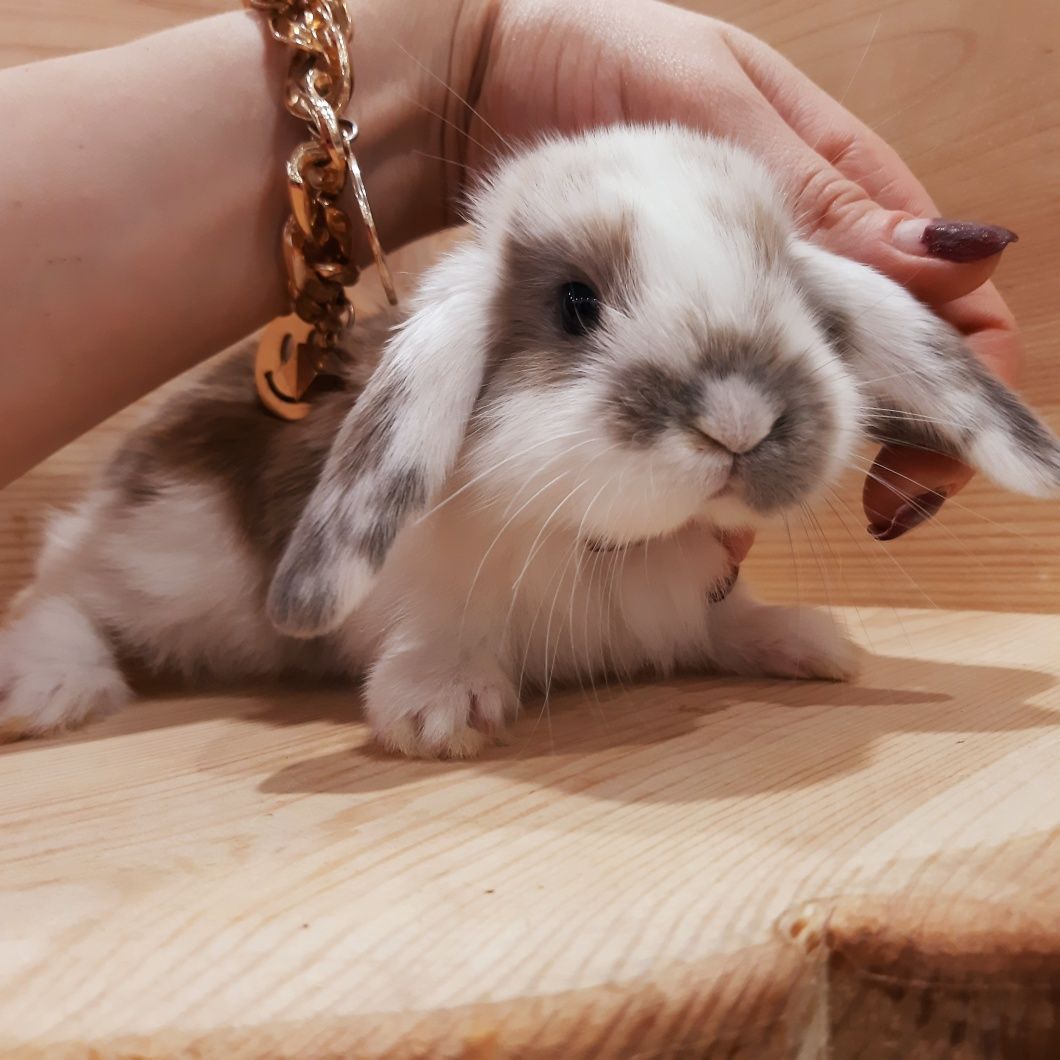 Карликовые супер мини кролики декорат. вислоухие и торчеухие крольчата