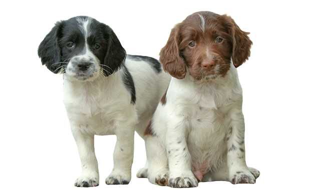 English Springer Spaniel - Ninhada Disponivel