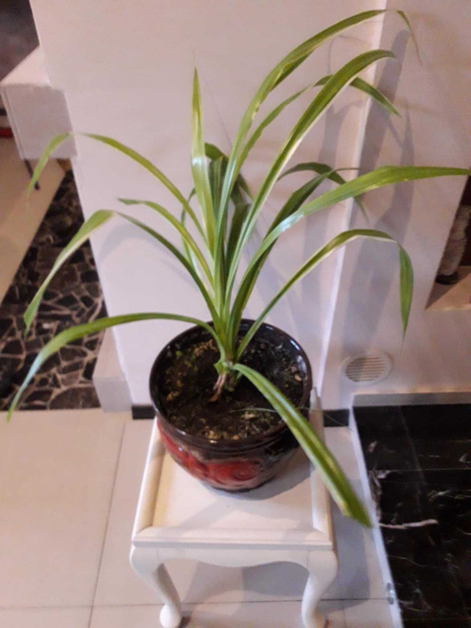 roslina doniczkowa Pandan, roslina w typie palmy -draceny