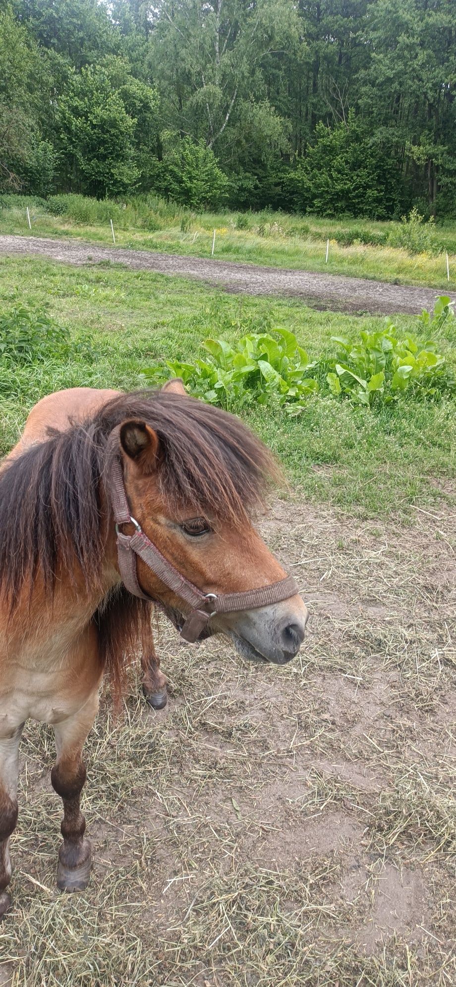 Konie kucykiwszystkie