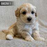 **suczka maltipoo**