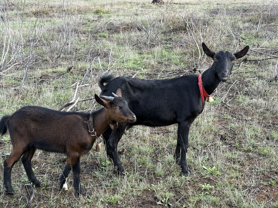 Cabra Murciana com filha
