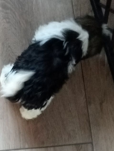 Shih tzu śliczna suczka