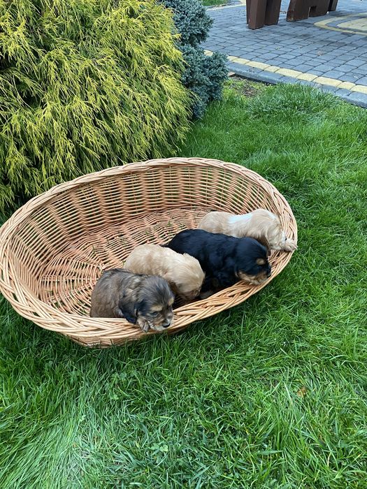 Szczeniak Cocker Spaniel Suczka