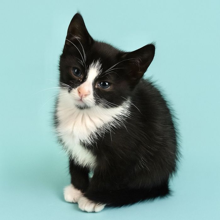 Красивые котята 1.5мес черно-белый котенок кошеня котик