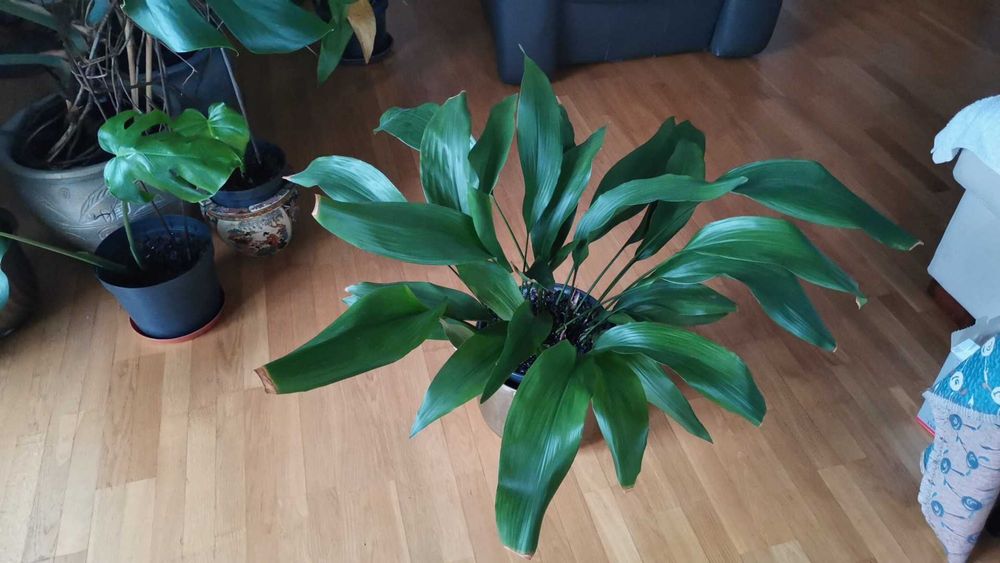 roślina kwiatek kwiat  żelazny liść Aspidistra wyniosła 65 cm