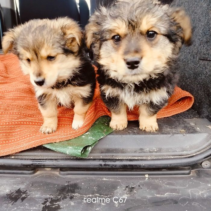 Oddam w dobre ręce szczeniaki