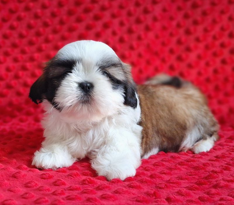 Śliczny, wesoły maluch Shih Tzu z rodowodem