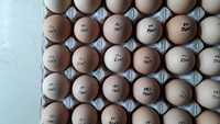 Імпортне яйце для інкубації