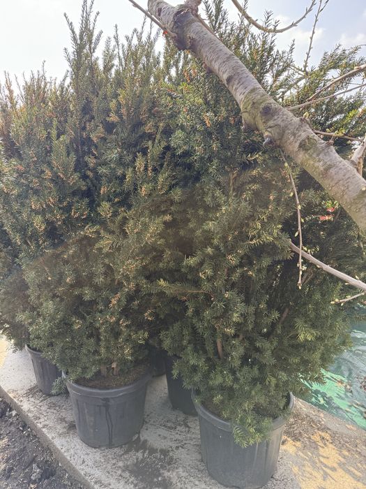 Продам тисы стриженые и для изгороди