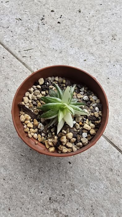 Conjunto de Haworthias Variegatas