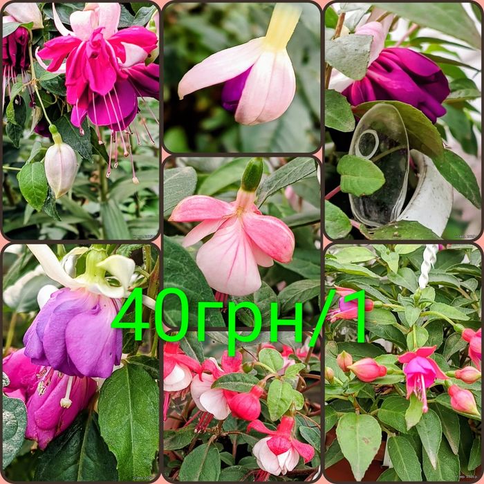 Калла,ахіменеси, традесканція ,фуксія,фікус,бугенвіллія, горт. широкол