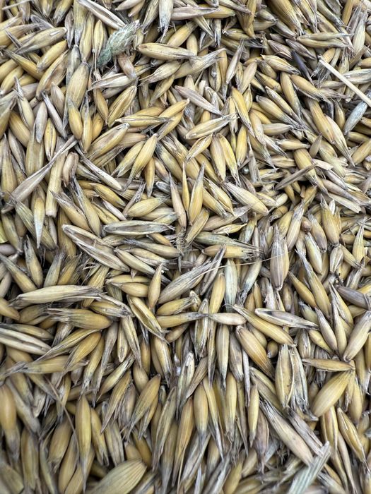 Owies bingo zbiór 2025r.