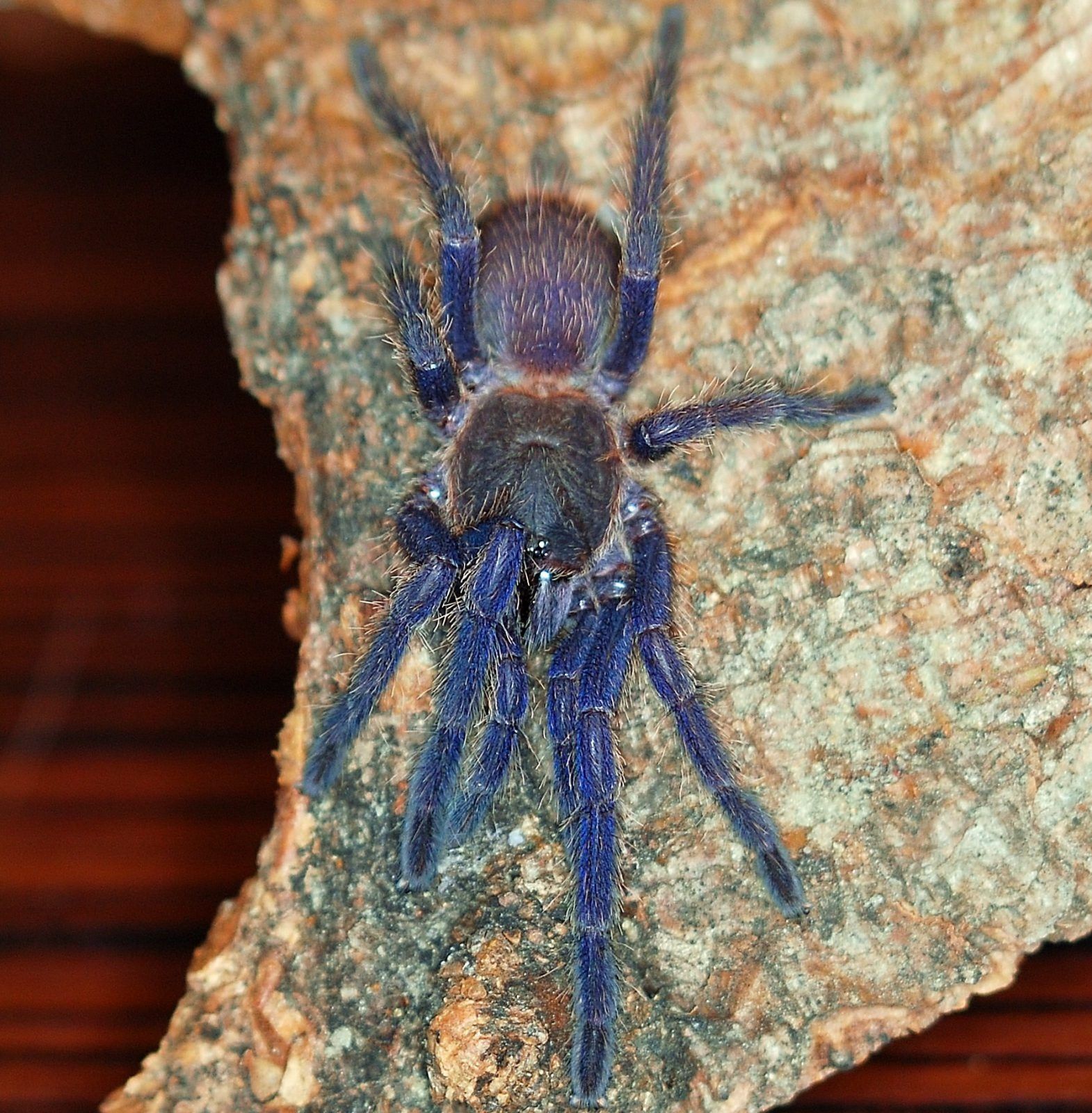 Ptasznik Chilobrachys sp. Blue Vietnam