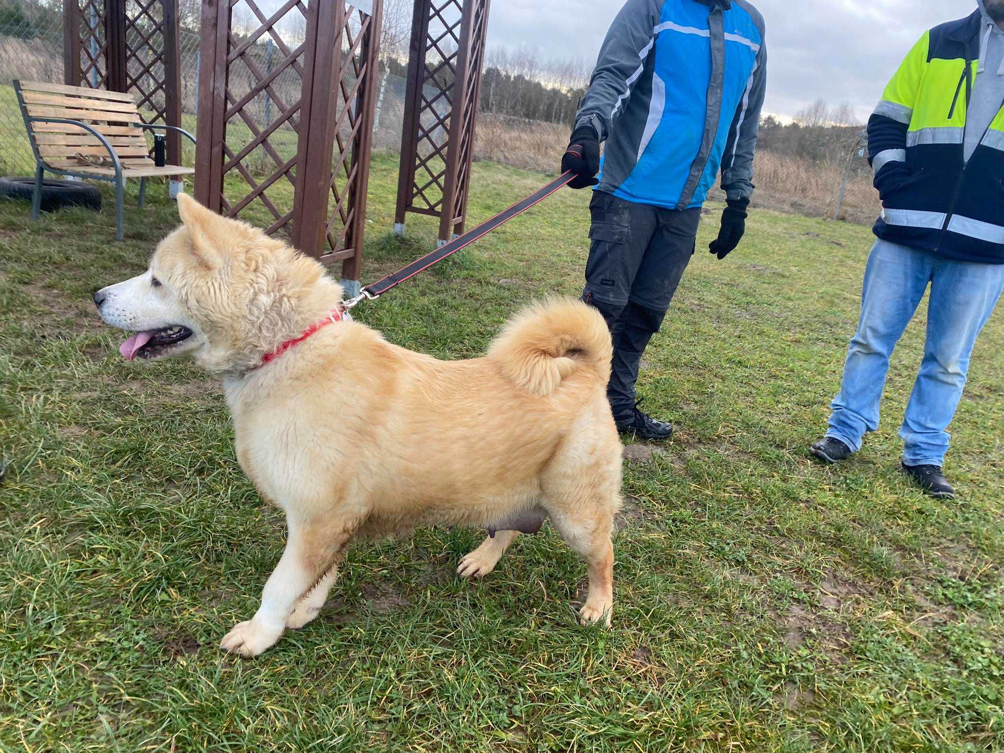 Prawdziwa Królowa do adopcji! Sheba szuka domu stałego/tymczasowego