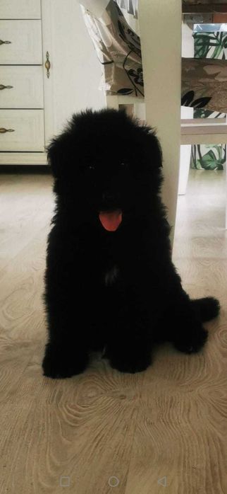 Owczarek Niemiecki Długowłosy Piesek