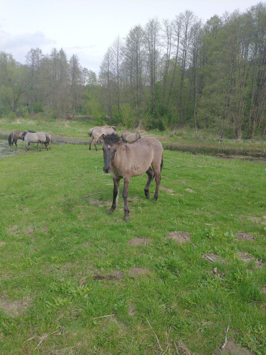 Konik polski ogierki roczne