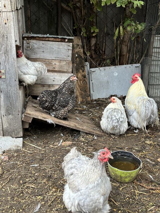 Sprzedam sdado kochin miniaturowych