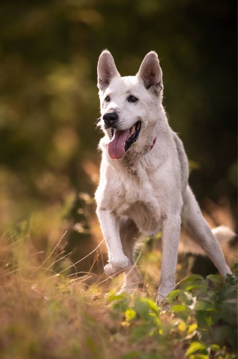 Dasti pilnie szuka domu