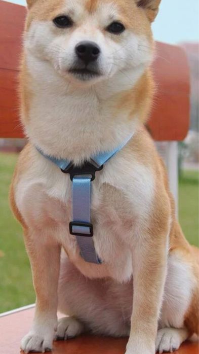 Szelki dla psa z plecakiem nowe niebieskie