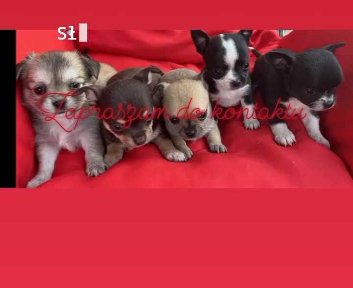 Pieski Chihuahua