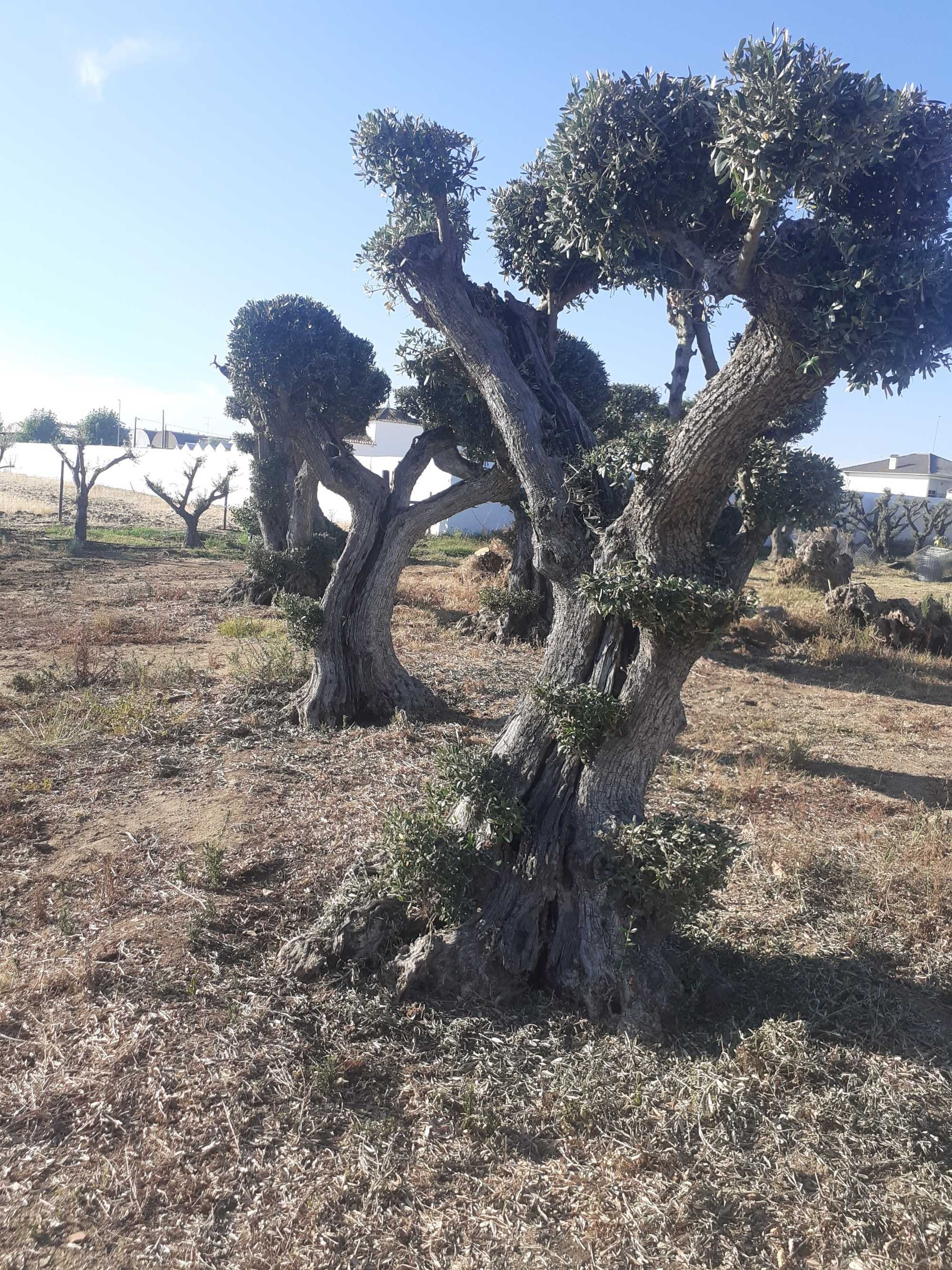 Jardim das Oliveiras