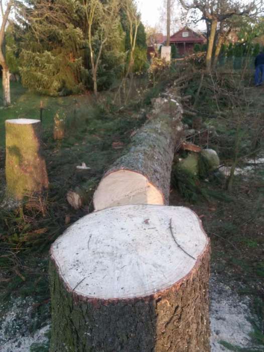 Tania Wycinka Drzew Cięcie na klocki rąbanie przycinanie.