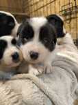 Border Collie Czarno Biały Samiec