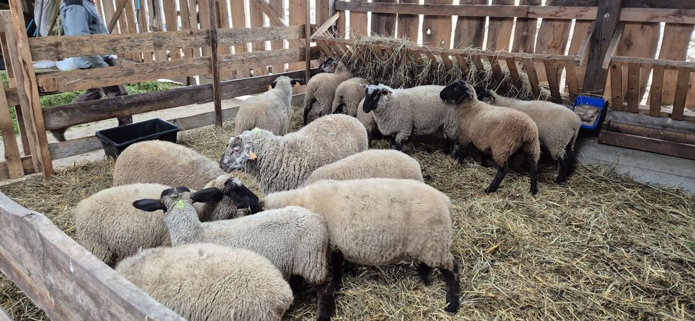 Sprzedam jagnięta suffolk i mieszańce