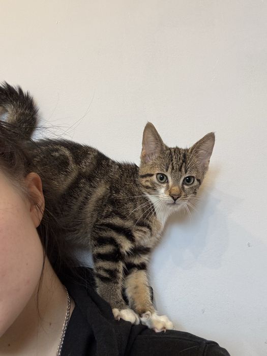 Kotek do adopcji