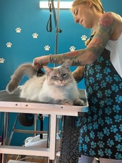 Behawiorysta psów/kotów, groomer(fryzjer dla psa/kota)pet sitter.