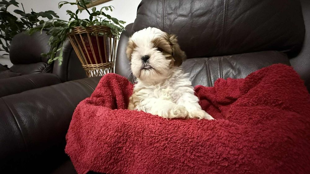 Piesek szczeniaczek shih tzu z rodowodem
