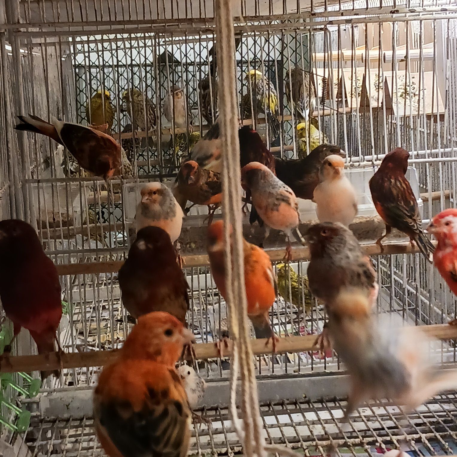 Vende se canários de 2025