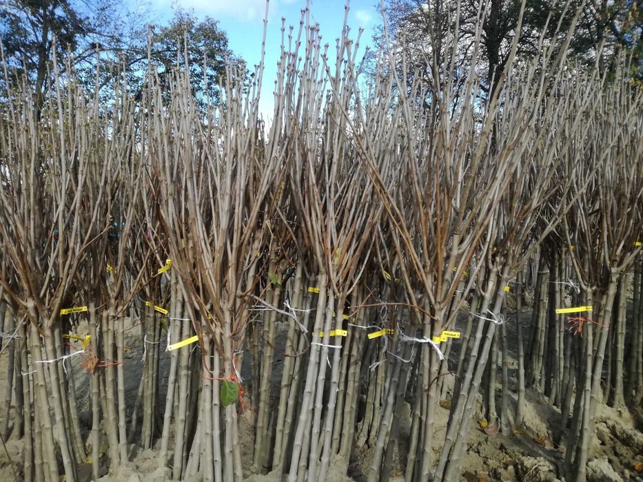 Lilak na pniu- HIT w ogrodzie !!!