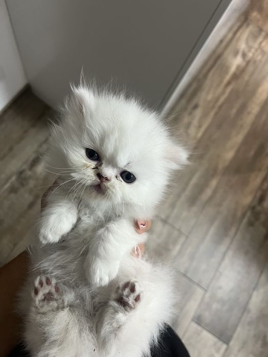 Gatinha persa puro