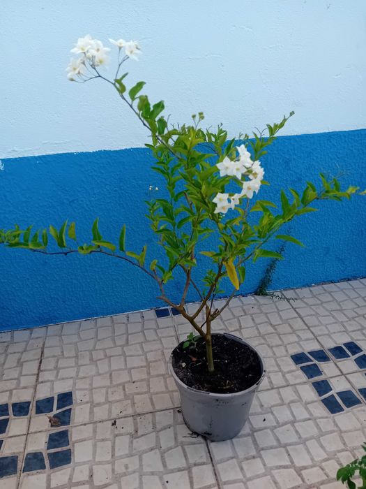 Trepadeira Solanum Jasminoides erva moura