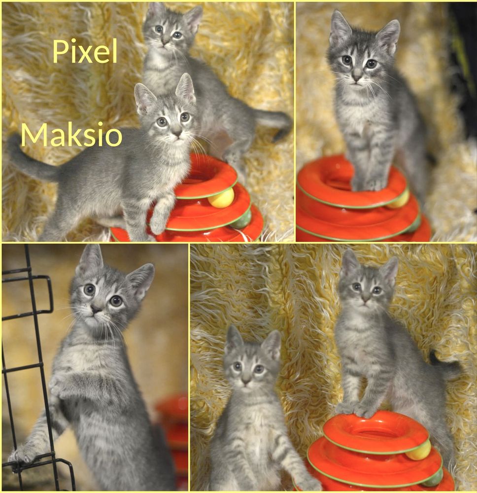 Pokochaj i Przygarnij Maksia i Pixela