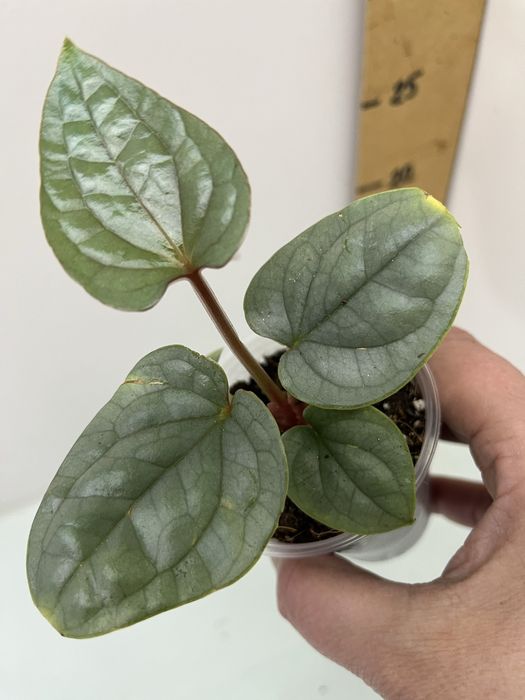 Антуріум Queen of heart  Luxurians Clarinervium Warocqueanum