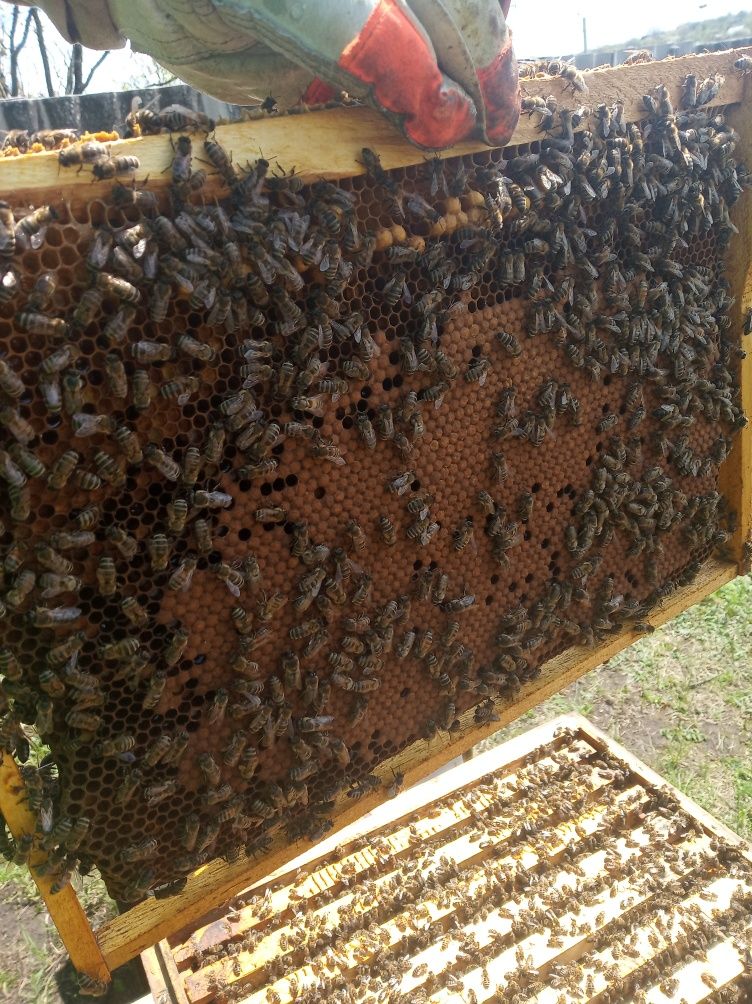 Пчёлопакеты продам