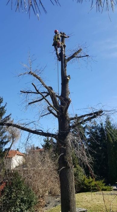 Wycinka drzew, pielęgnacja, czyszczenie działek, rębak.