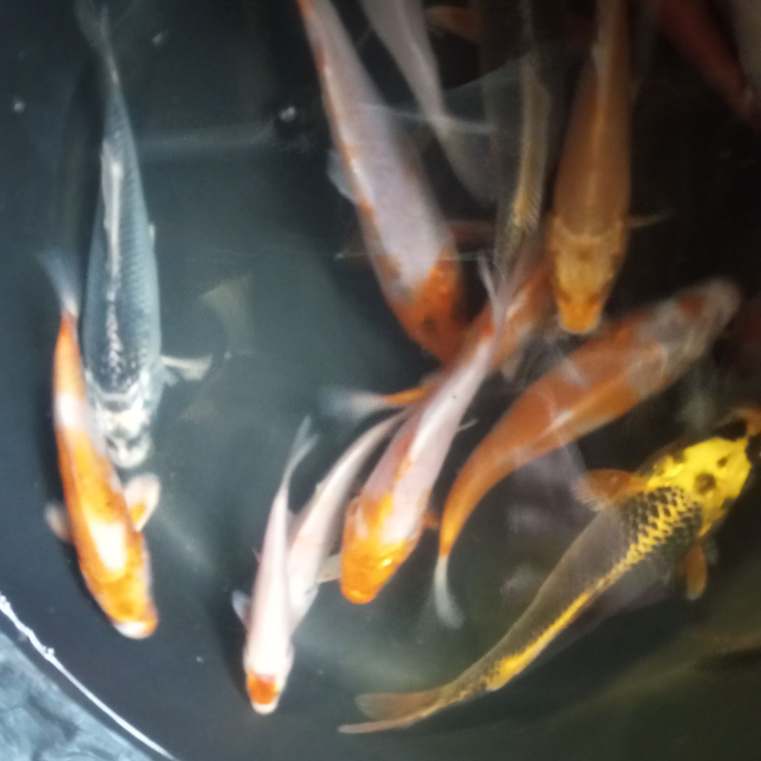 Karp koi w sprzedaży
