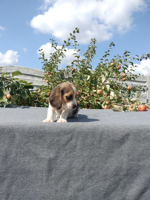 Sprzedam suczkę Beagle tri-color