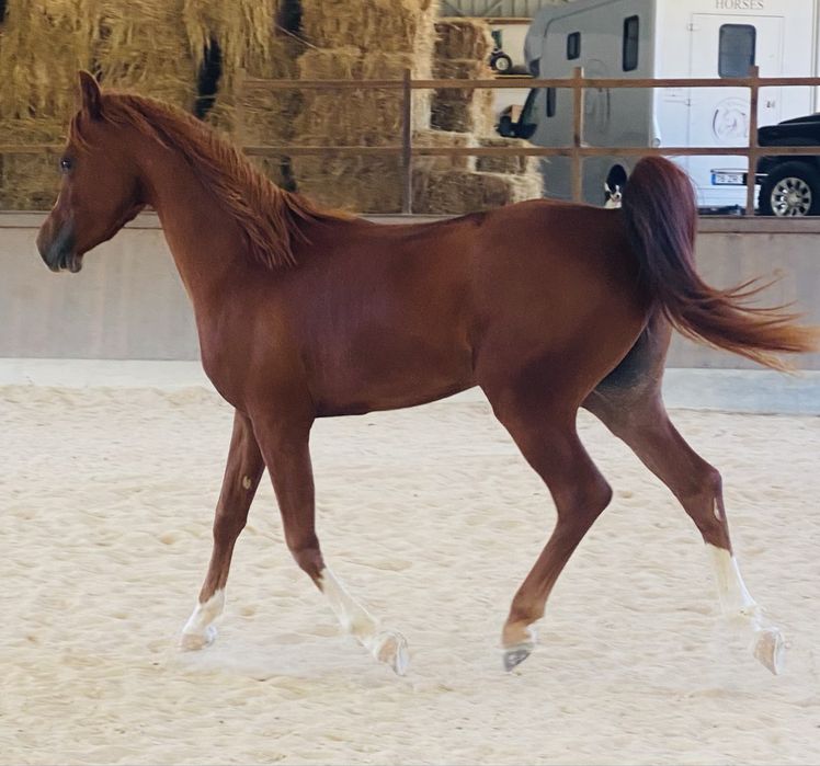 Poldro, Puro Sangue Arabe, 3 anos e meio, 1:52cm
