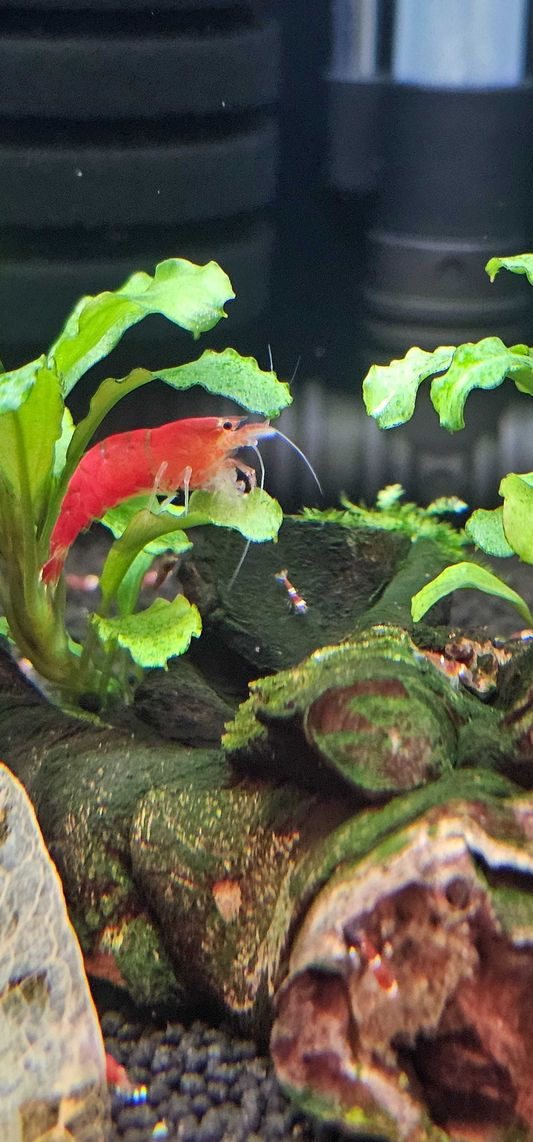 Krewetki Super Crystal Red 10szt. (Caridina)