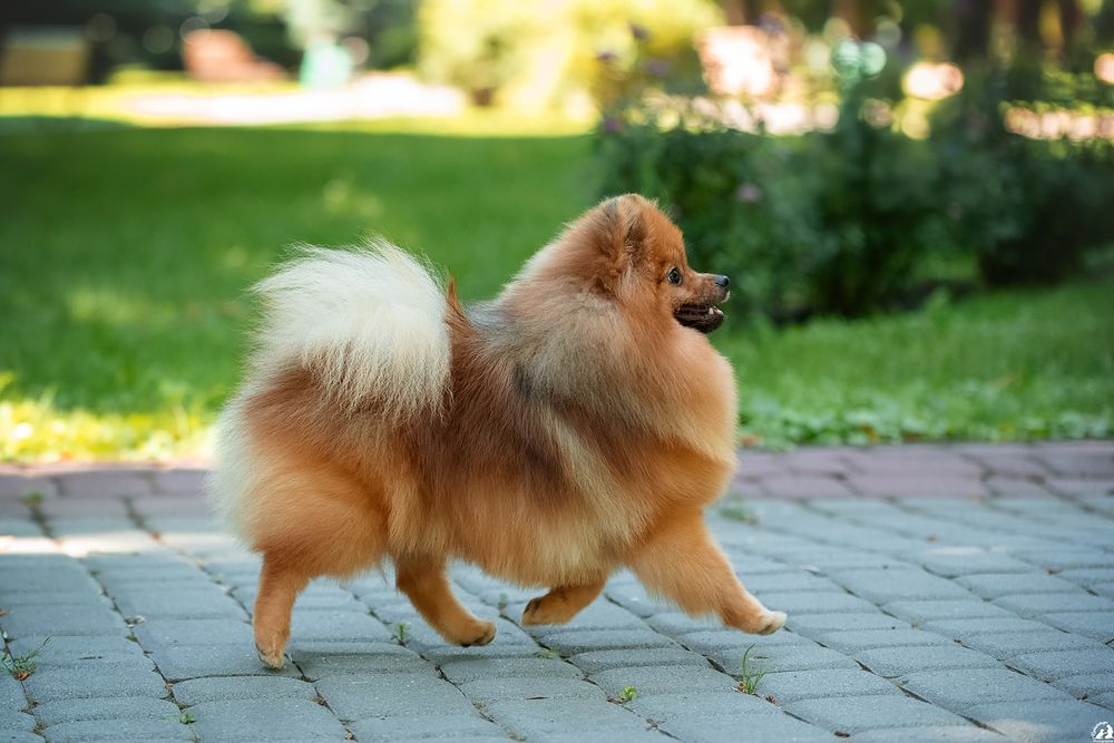 Шикарный , оранж соболь кобель, померанский шпиц , открыт для вязки
