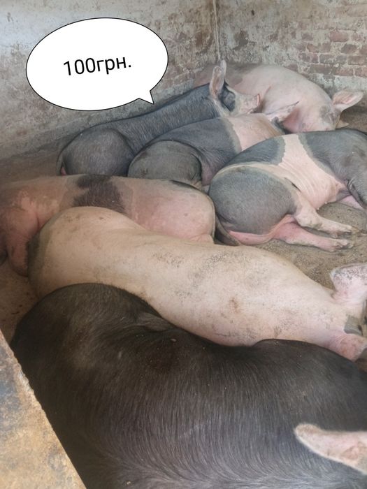 свині живою вагою 100грн.